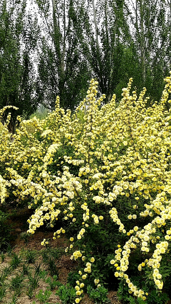 公园里黄色刺梅菊争奇斗艳,靓点纷呈!