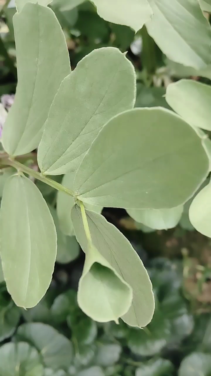 蚕豆叶中的奇葩