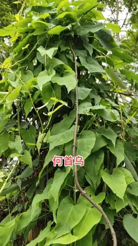 好大一株夜交藤估计下面的何首乌不小.