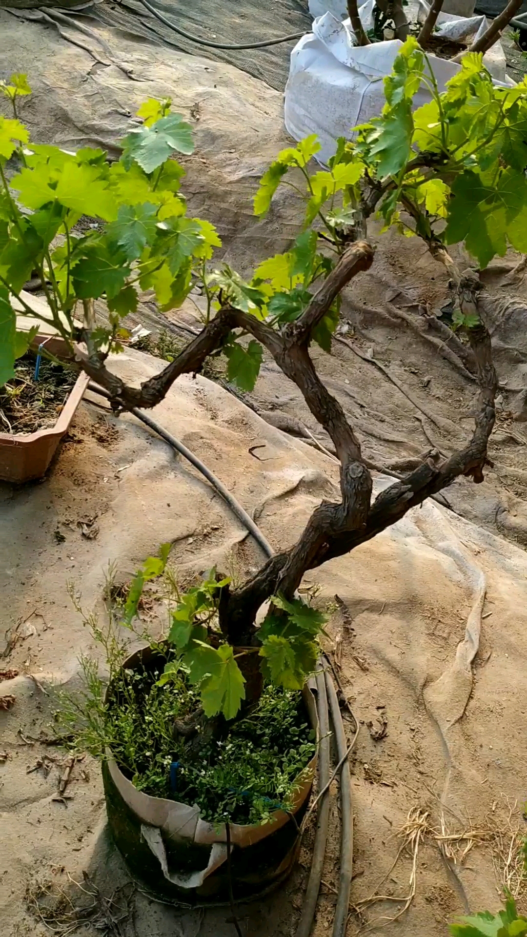 我的私藏景点#好一颗葡萄树盆景