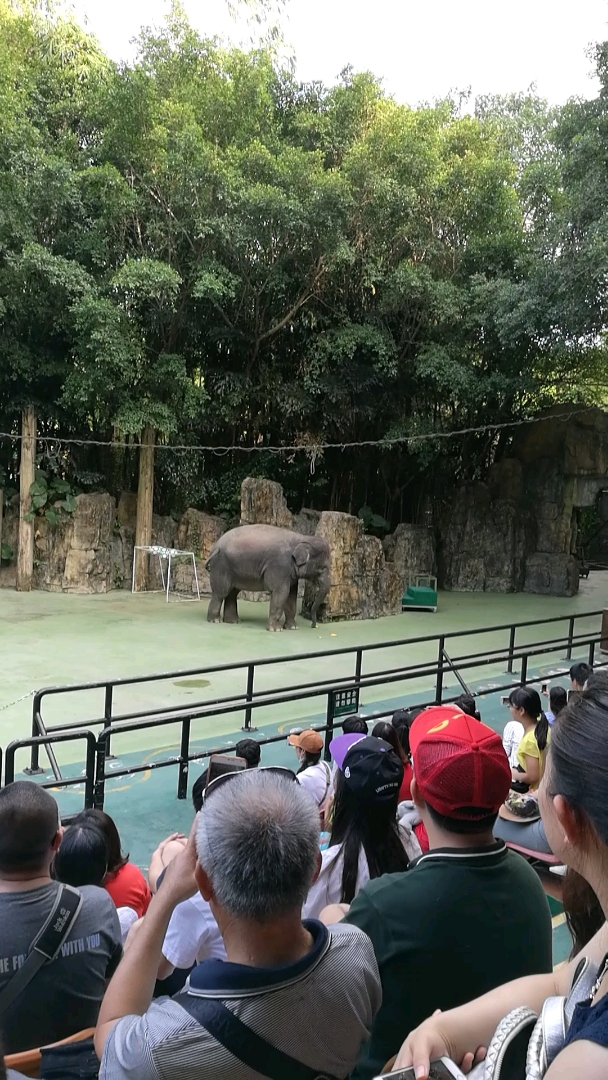 广州动物园,表演