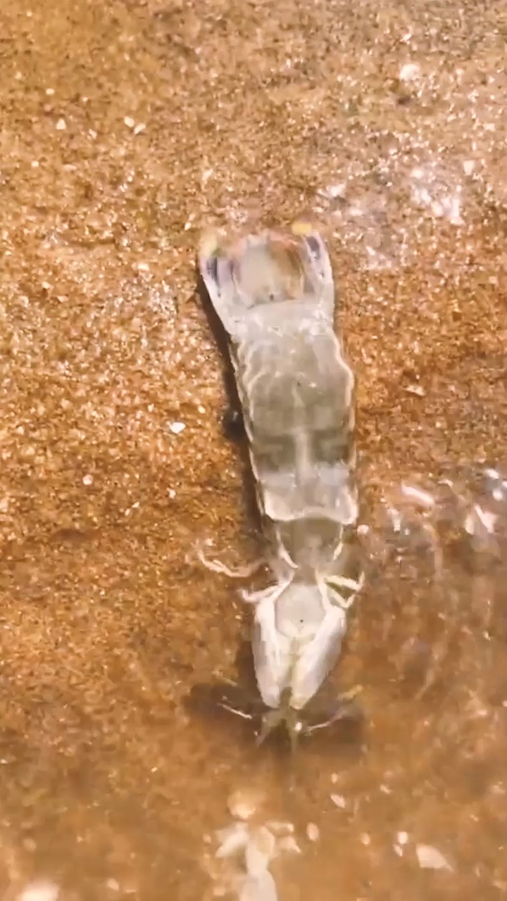 赶海捉海鲜#今天来抓个皮皮虾