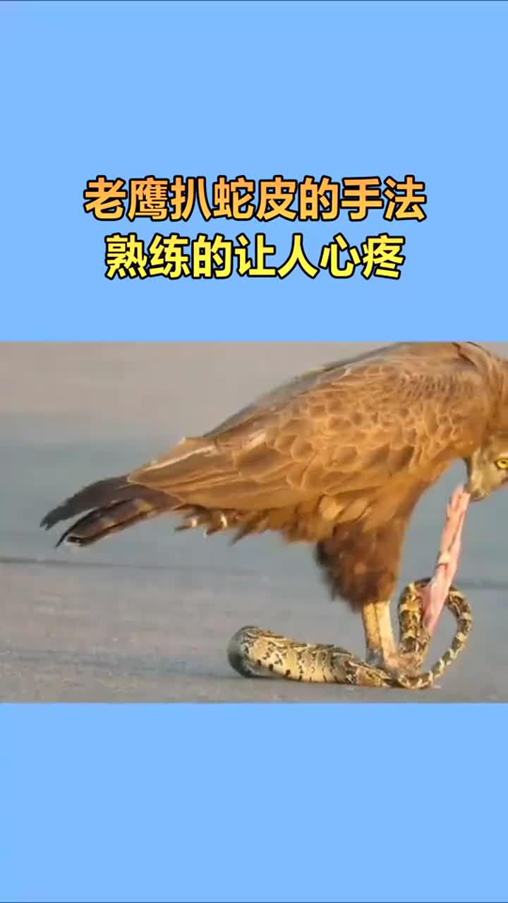 老鹰吃蛇这动作熟练的让人心疼
