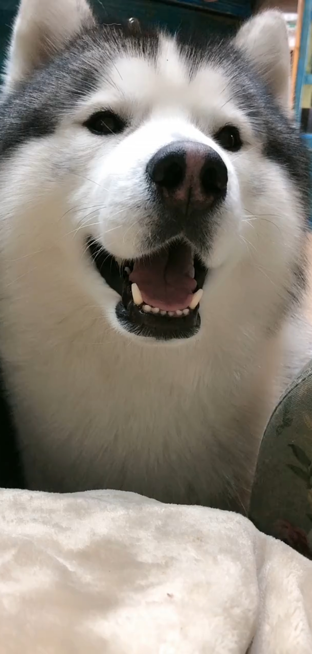 女主人说二哈不帅了,立马被它反驳,这么帅的狗狗谁不爱