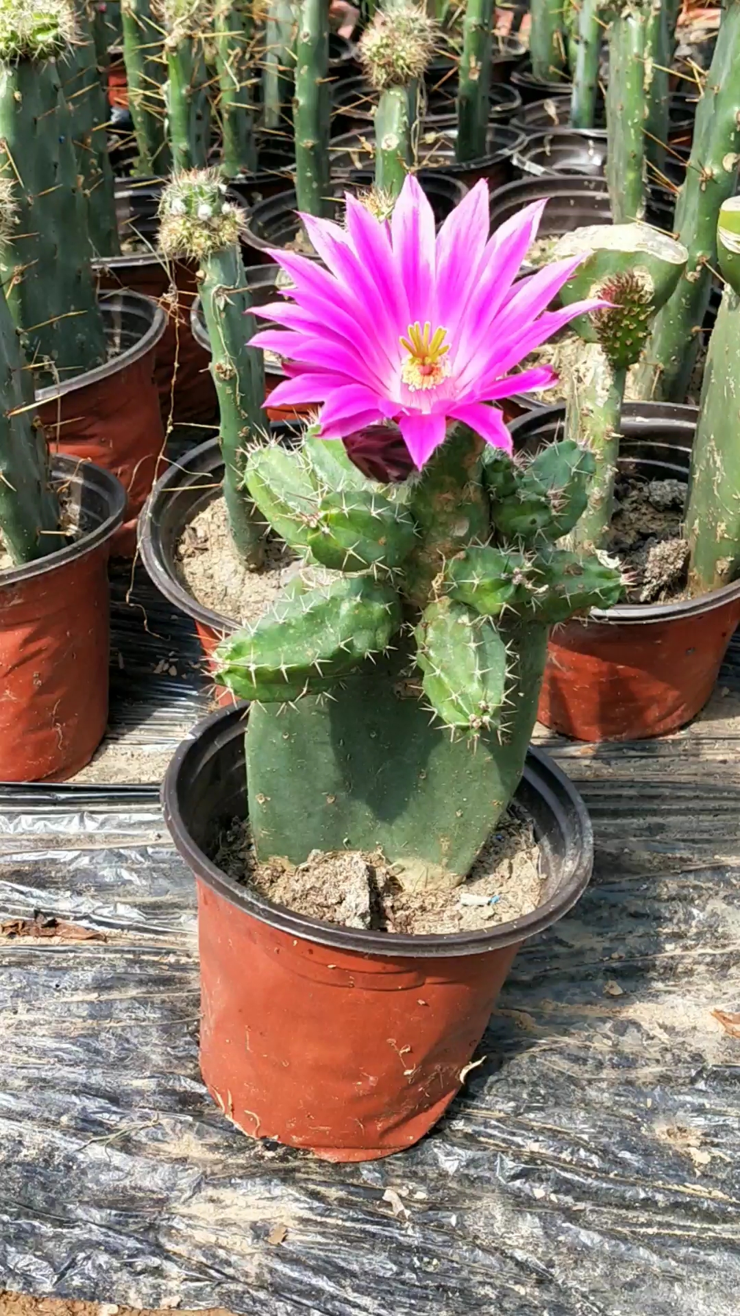 这个是仙人掌嫁接的梅花角