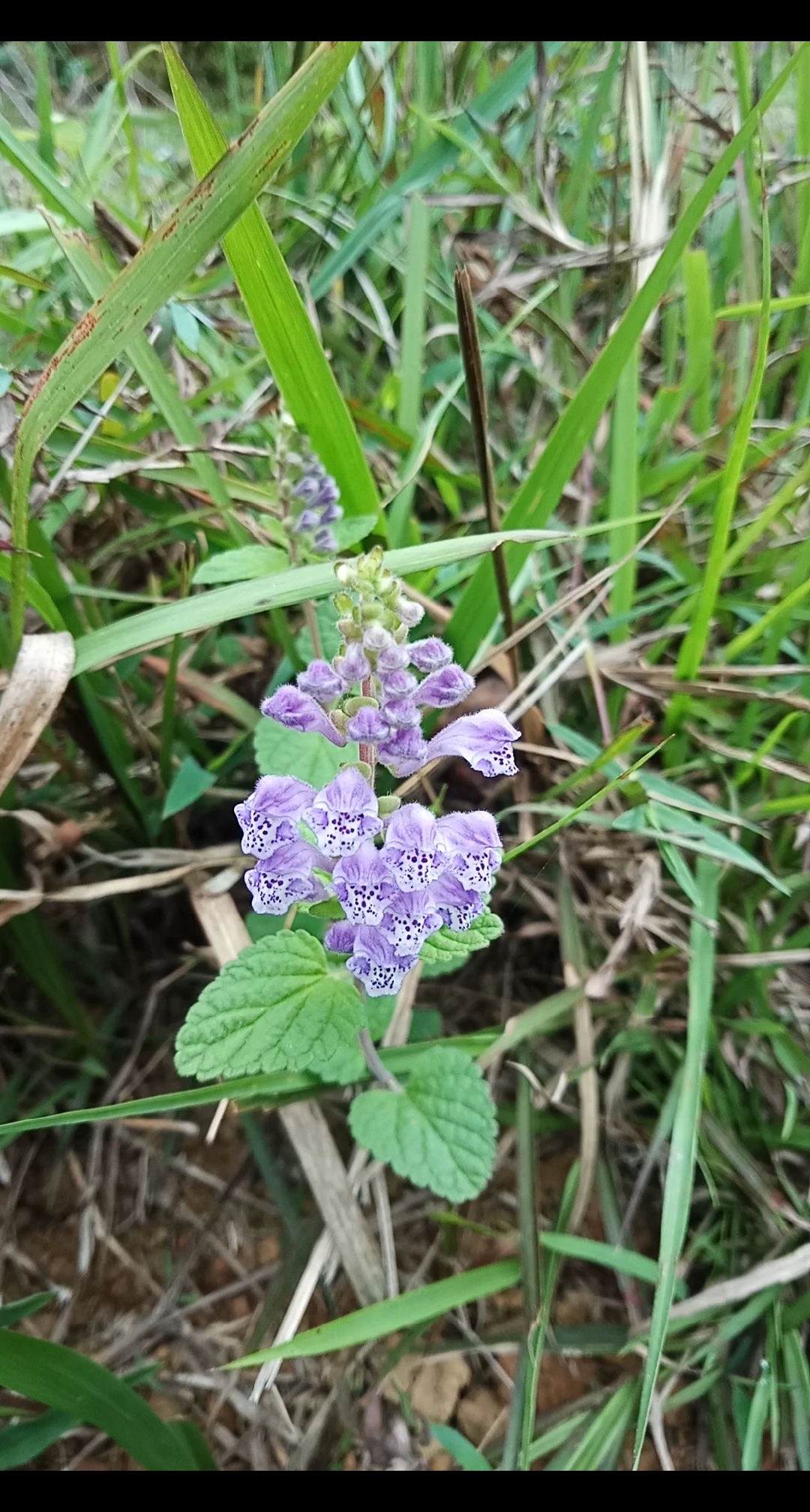 乡村生活#这是大叶半枝莲,花开的很漂亮,它还有个好听的名字叫:韩信草