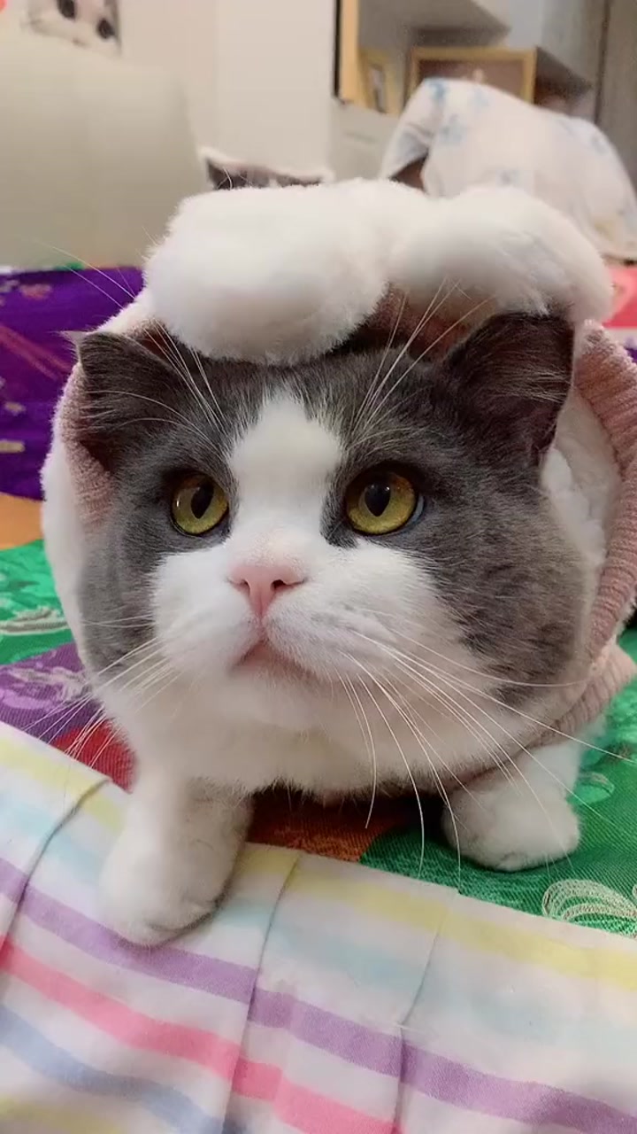 神宠来袭#傲娇的煤球线啦!大脸猫可爱萌宠#我家萌宠成精了