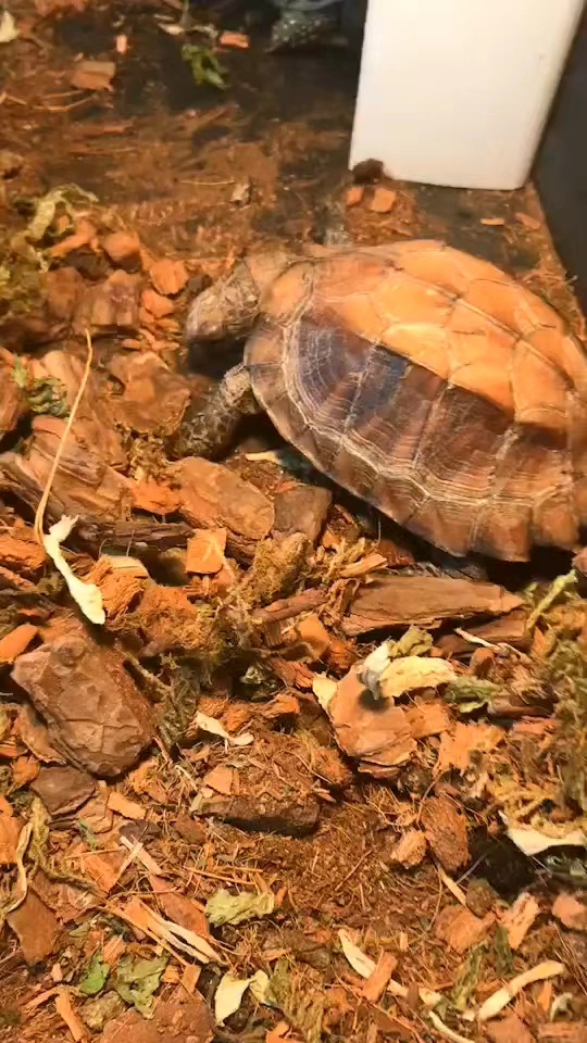 乌龟吃食系列(一四) 带你正面直击不一样的乌龟觅食