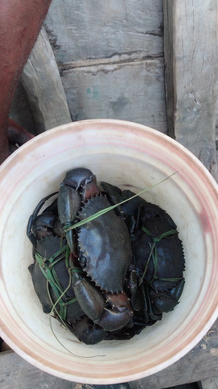 带上全民去旅行#非洲小螃蟹