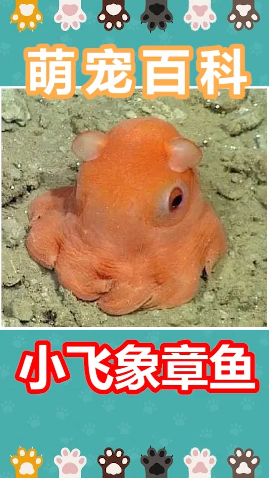 动物世界#号称最可爱的海底生物,你觉得呢@#海洋生物#动物世界