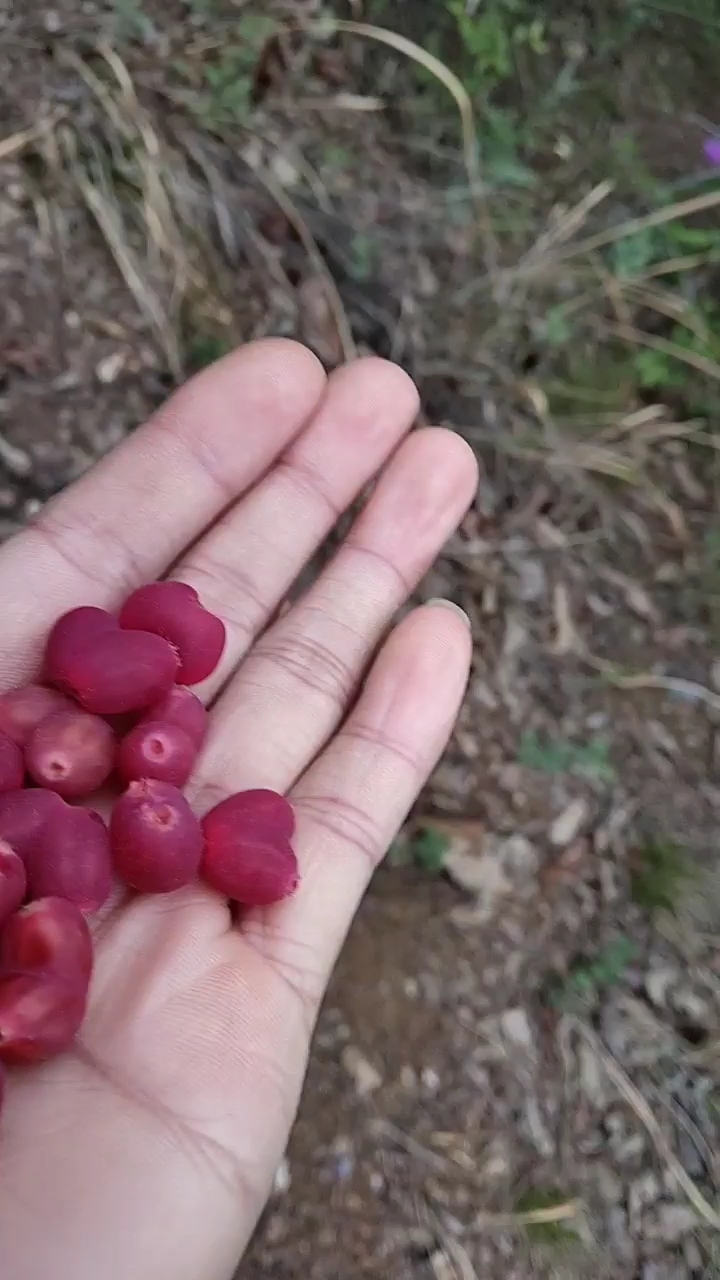 野生杈杷果呢