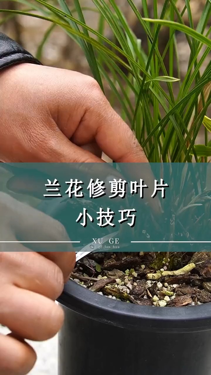 独竖一知##好知识#好科普#兰花修剪叶片小技巧-度小视