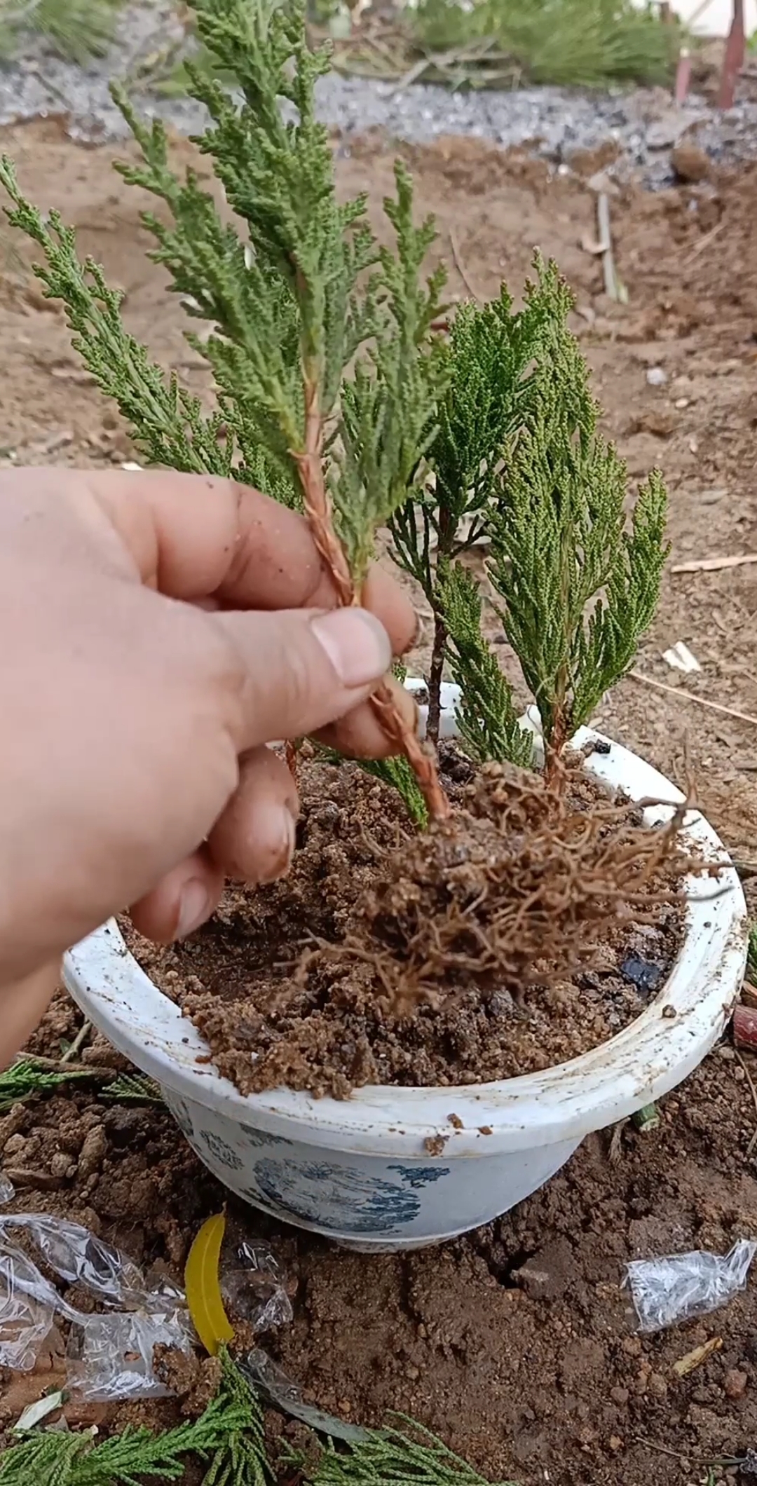 扦插技术#柏树冬季扦插易生根,你怎么看?