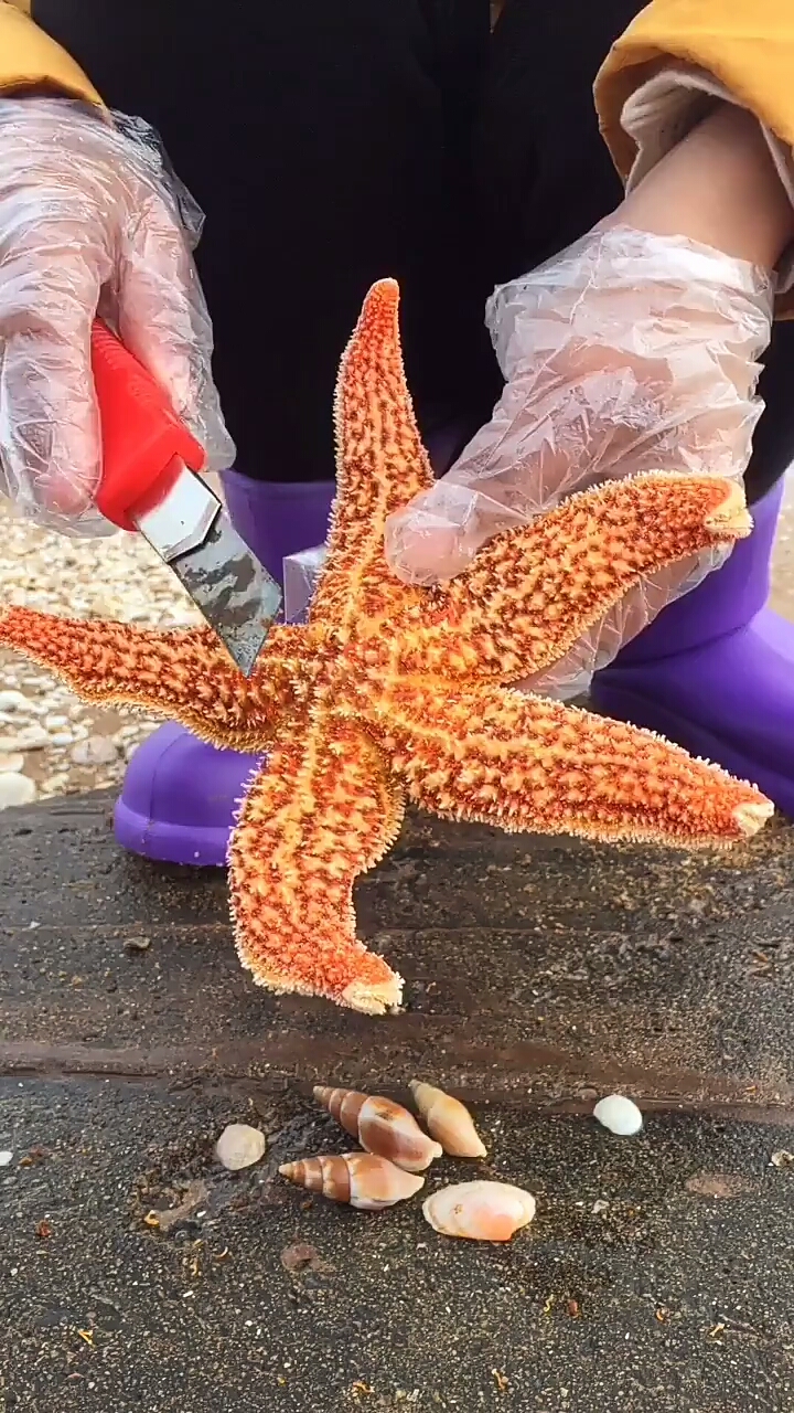 胖海星的内部构造