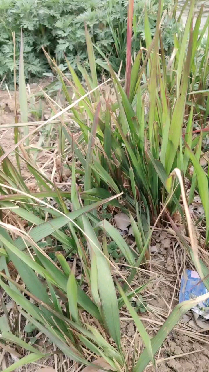 最美人间四月天#童年的趣事,滴毛芽