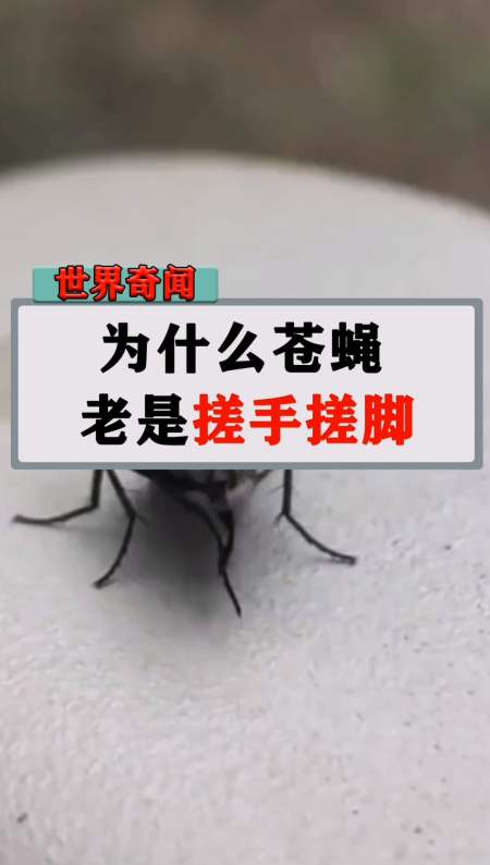 为什么苍蝇,老是搓手搓脚?它到底在做什么?