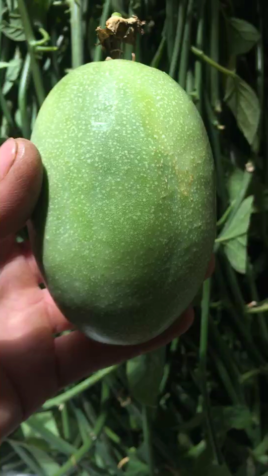 绿皮荔枝味百香果