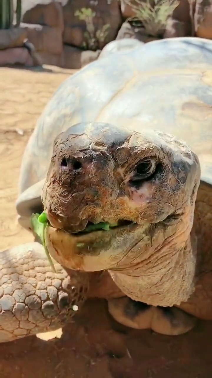 娱乐#吃向日葵长大的千年老王八
