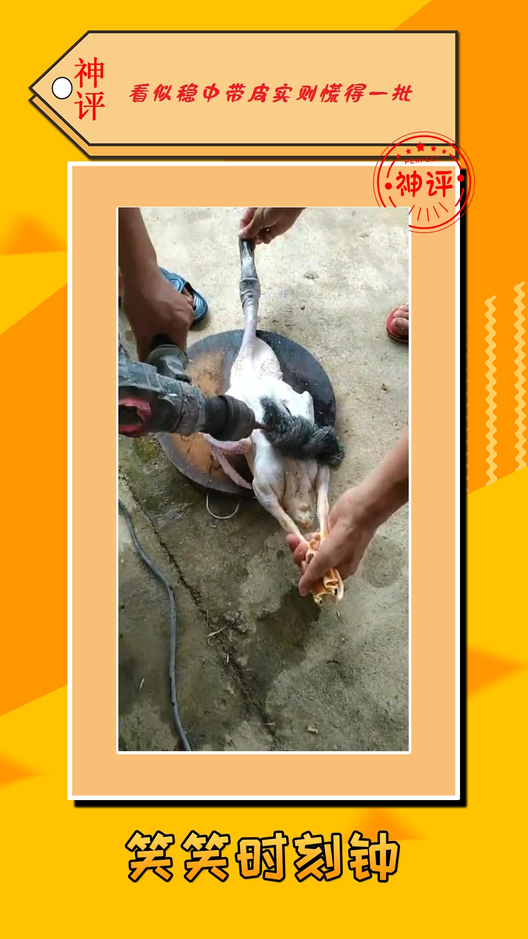 我要上热门#又学了一招,给鸭子拔毛,一个手电钻就解决了!