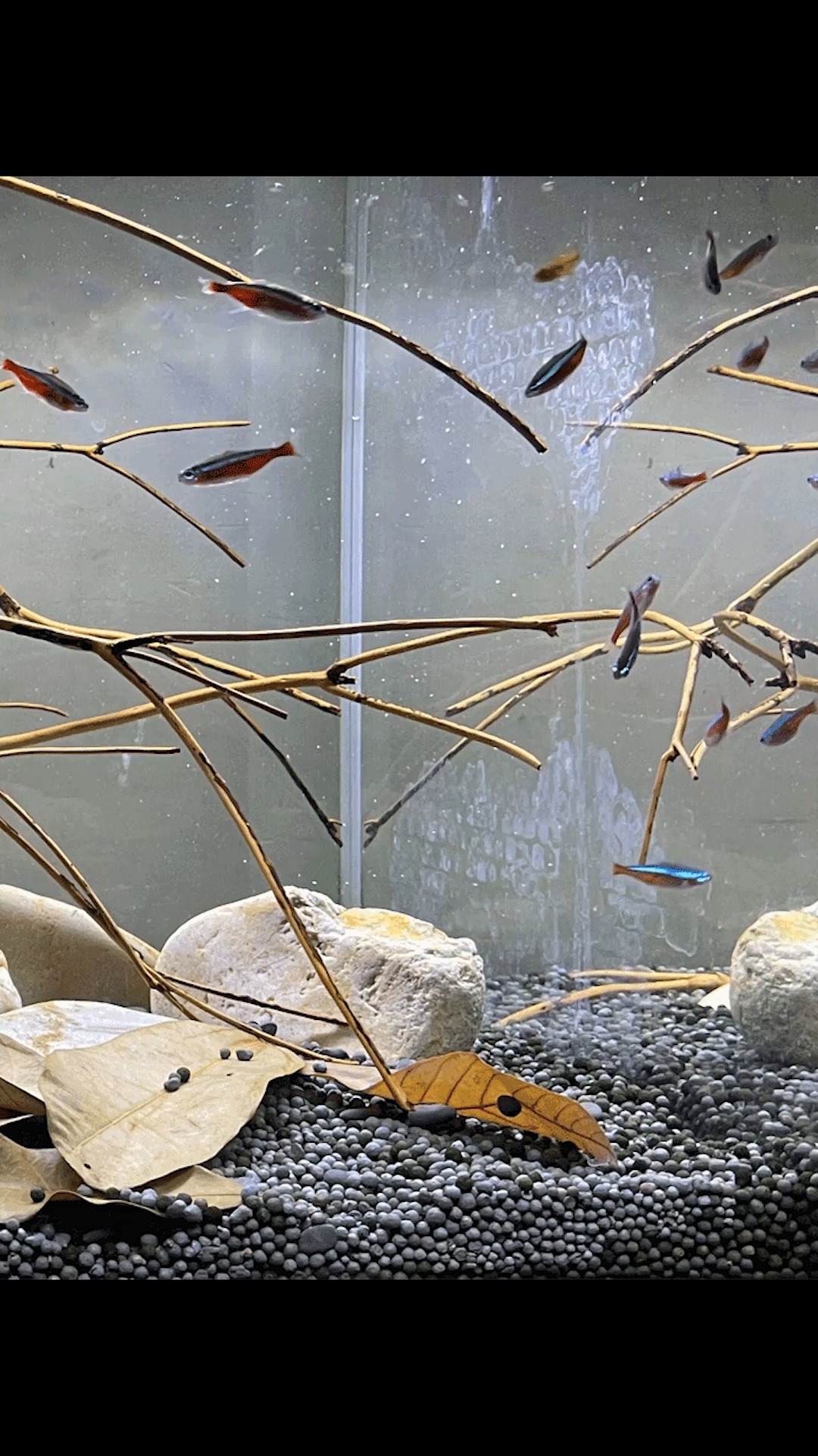 造景鱼缸#懒人造景 简约南美缸 01