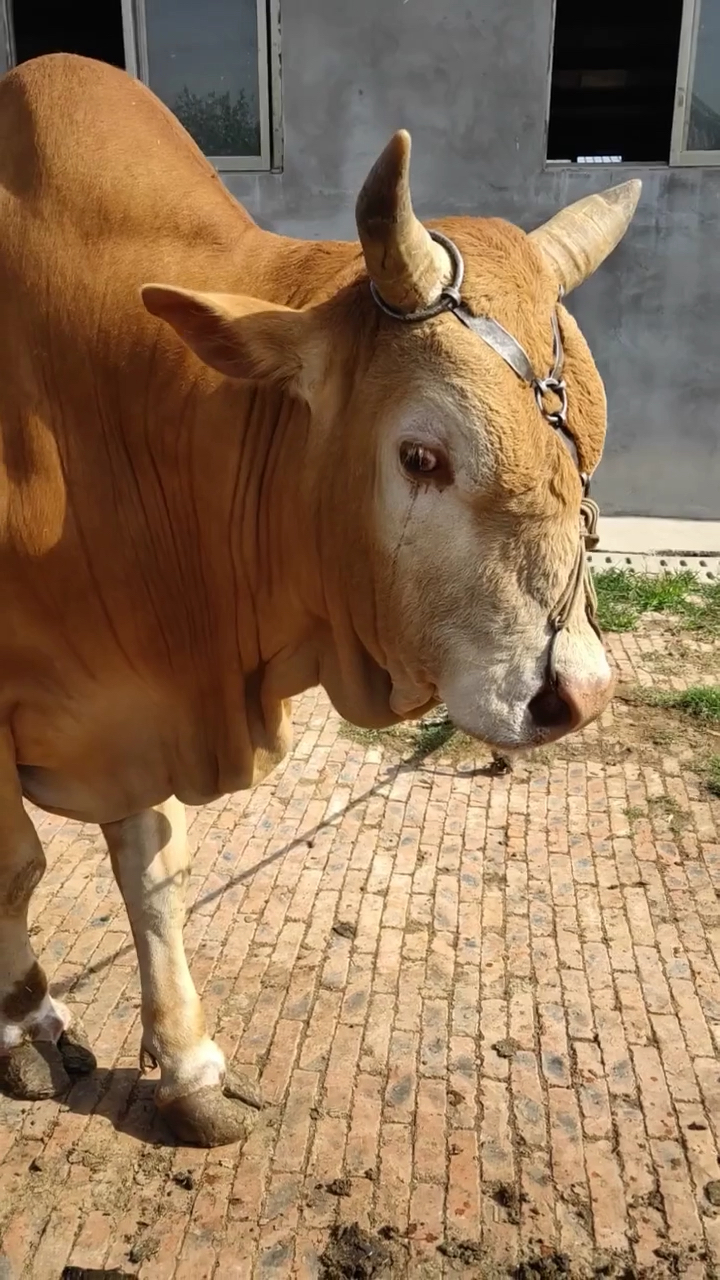 鲁西黄牛种公牛