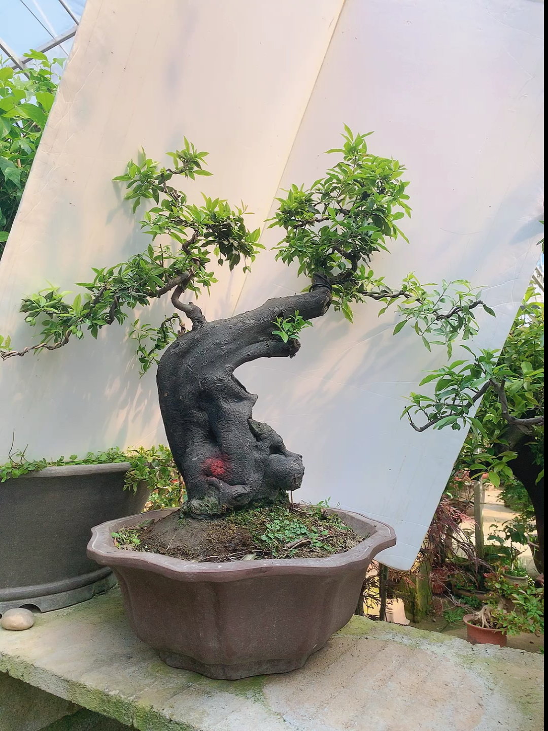 我要上热门#大根盘怪桩金弹子