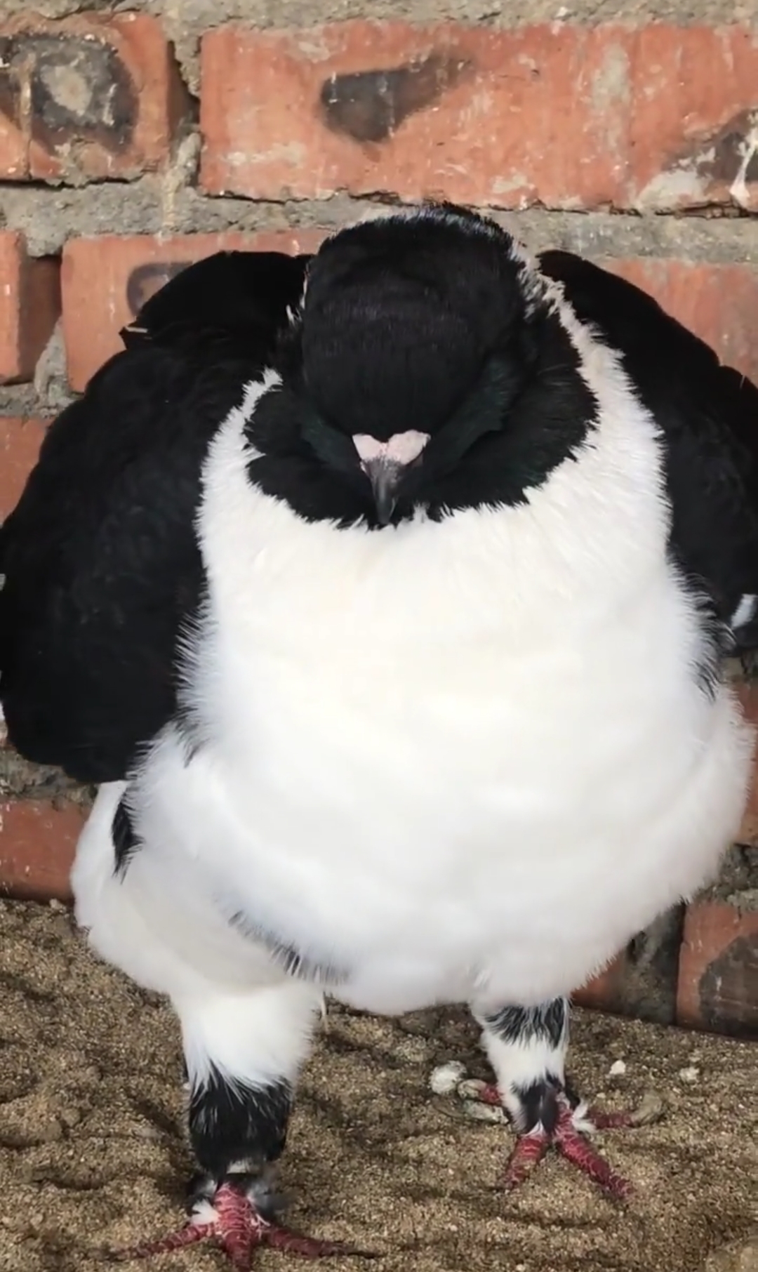 全网最胖的鸽子,熊猫色!