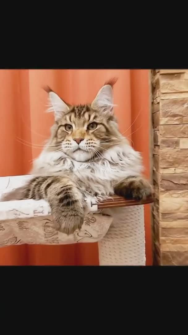 缅因猫大佬合集缅因猫如此霸气猫缅因猫银虎斑缅因猫