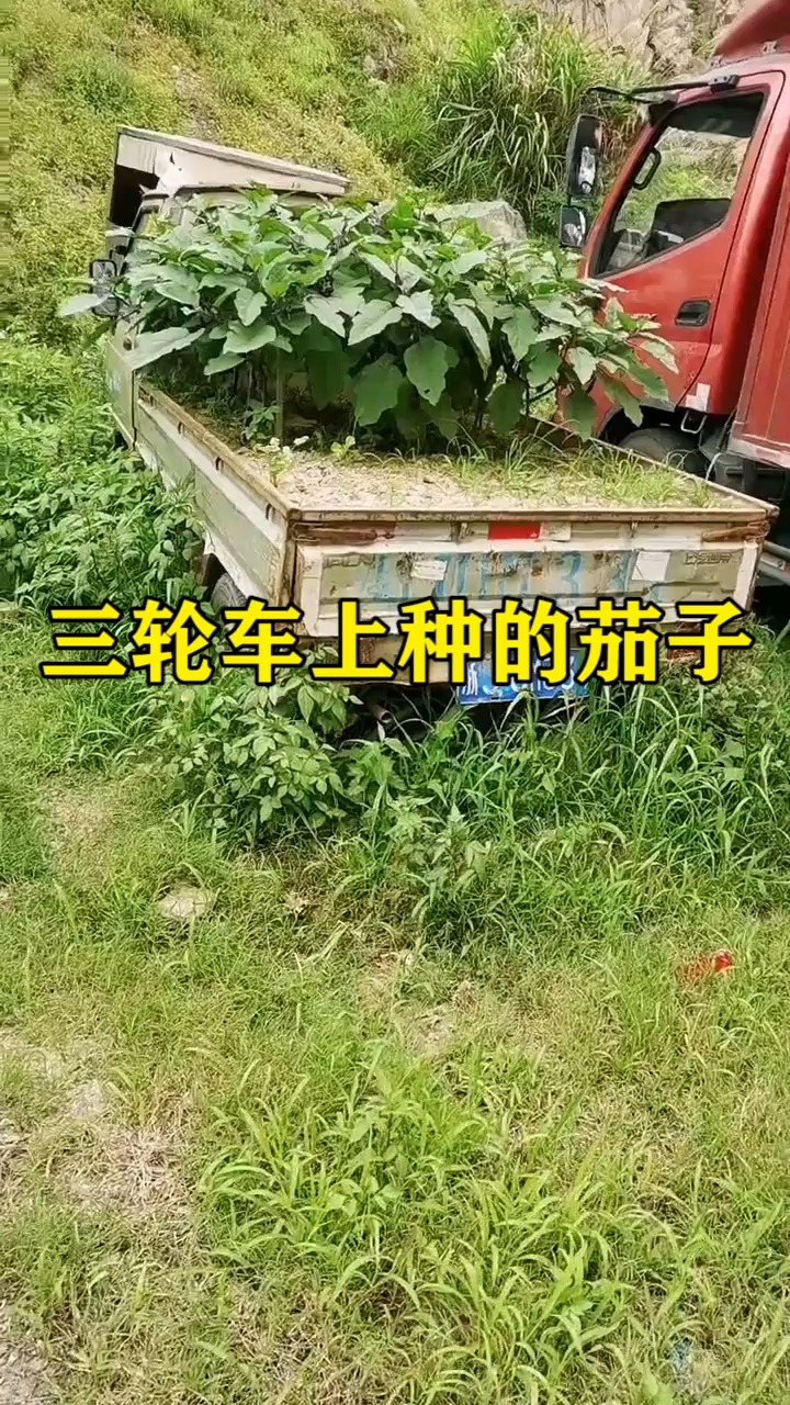 我要上热门#三轮车上种的茄子