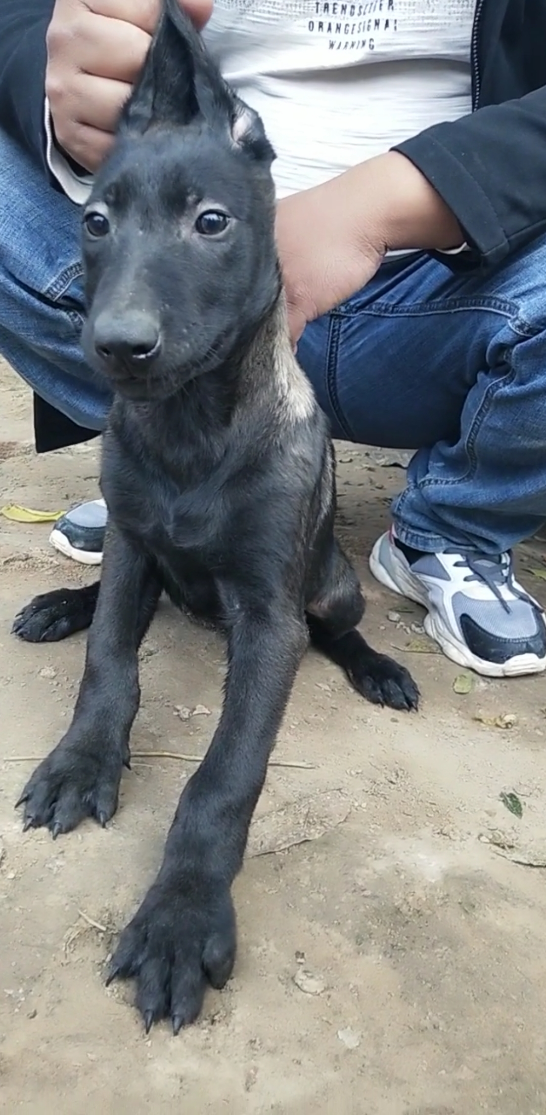 黑马犬是纯黑的吗