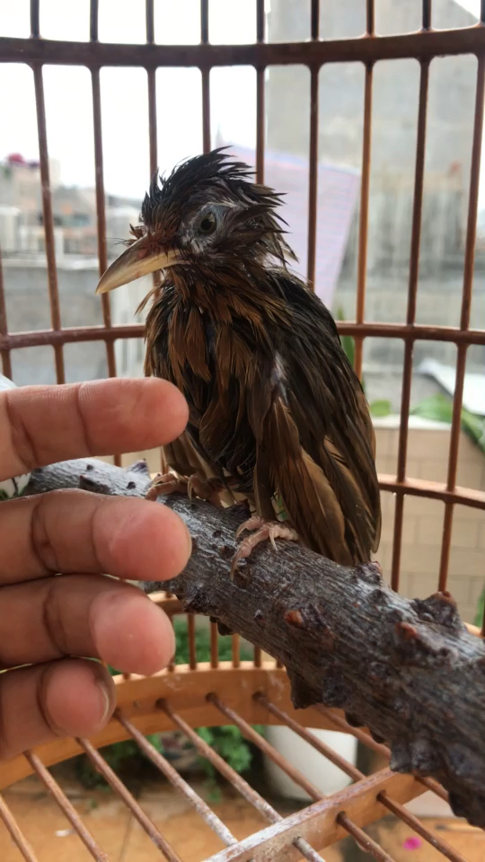 换毛中的画眉鸟真丑