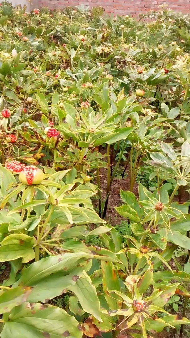 七叶一枝花泡酒治痔疮图片