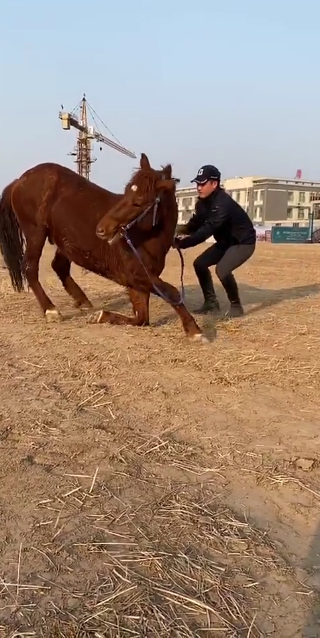 这马真好会下跪