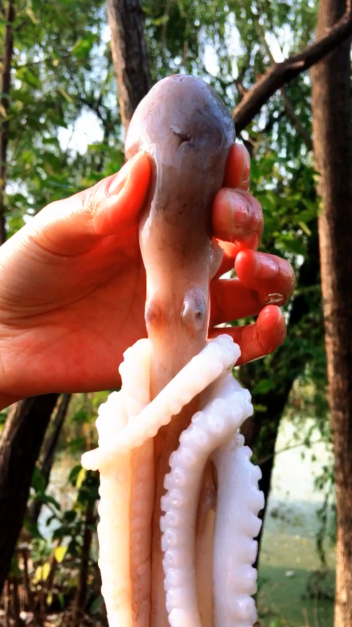 舌尖上的旅行#抱着腿的八爪鱼