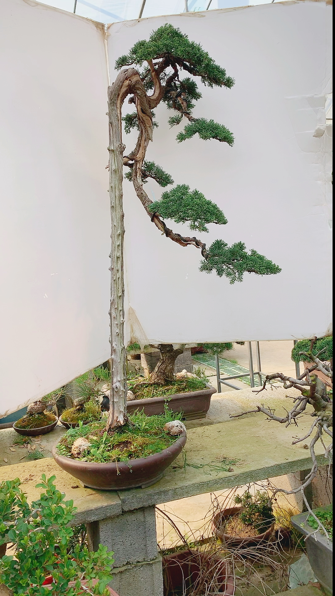 千奇百怪盆景桩#这颗文人也太霸气了吧