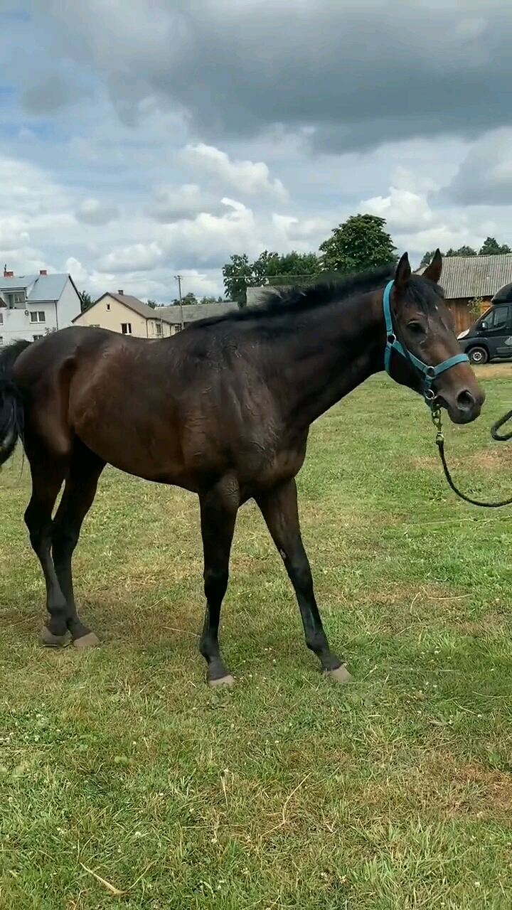 纯正血统的一匹马每一匹马都相当的珍贵!