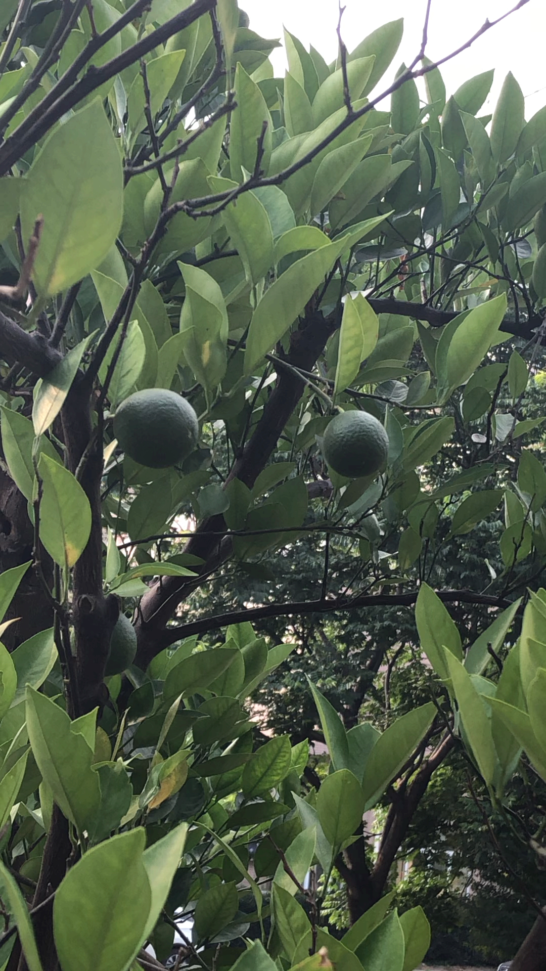 无锡到处都是果子树,看看这棵是啥果子-度小视