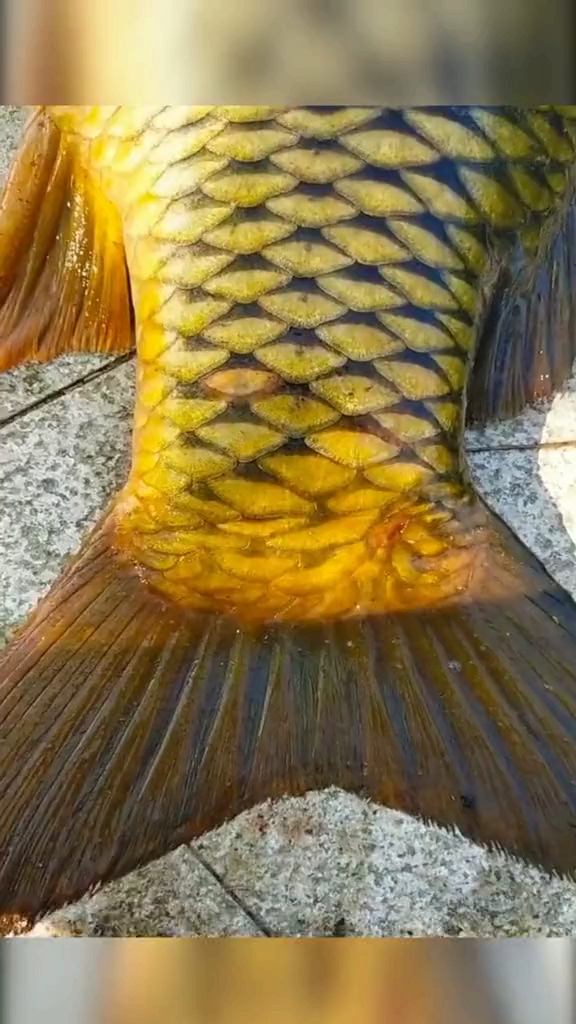 金色大鲤鱼!各位钓友猜猜!野生的?还是养殖?有多少斤?