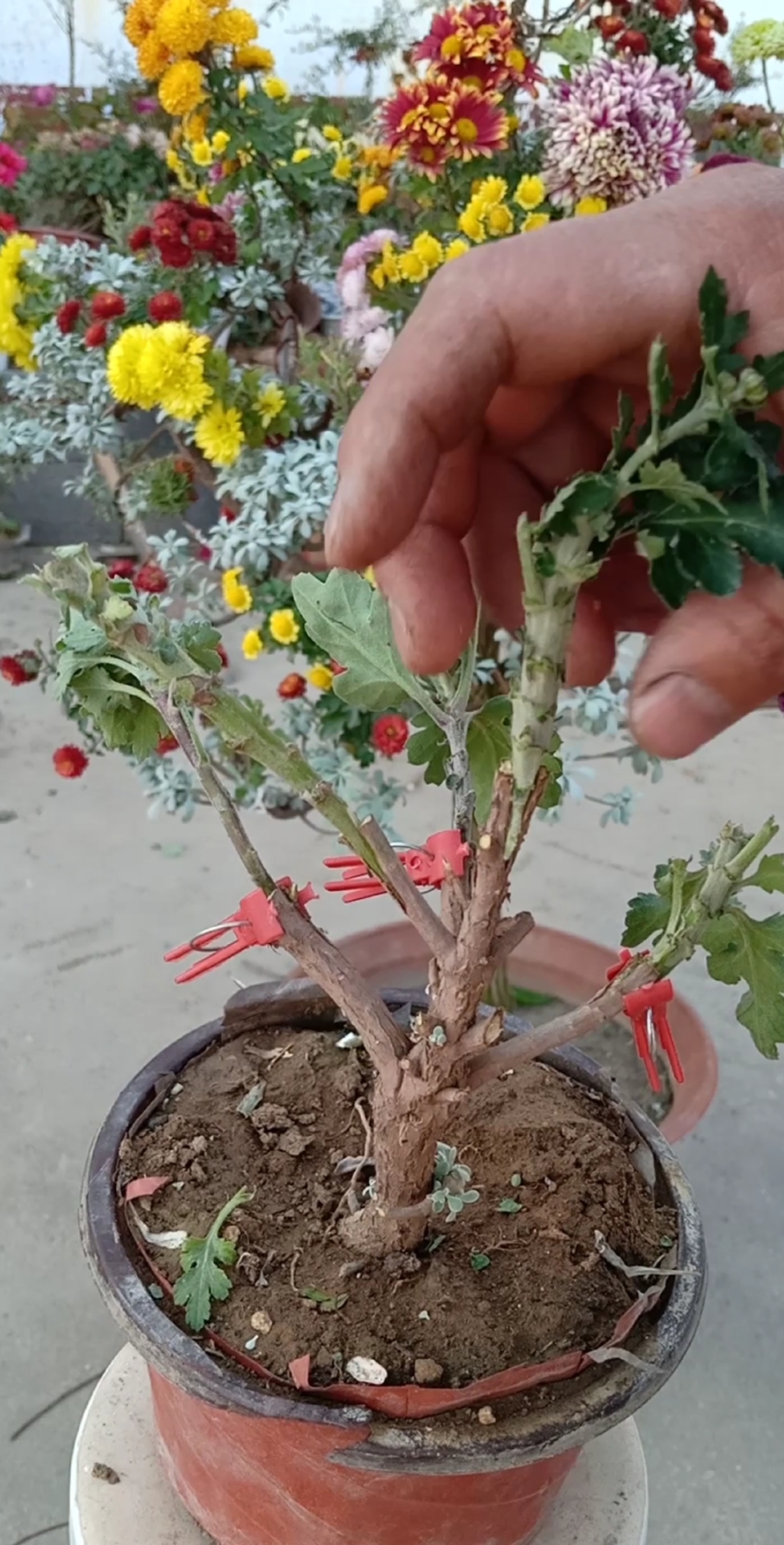 嫁接技术#嫁接一颗开五十多种菊花技术,非常难得