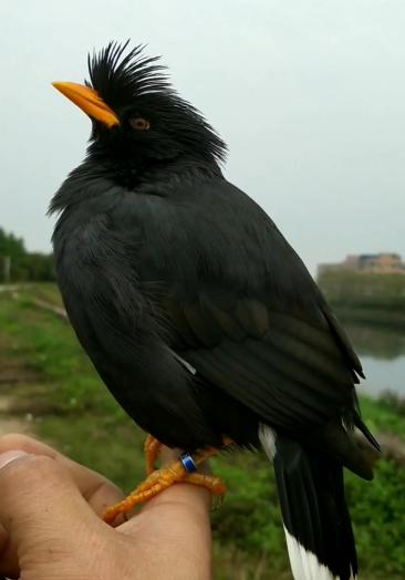 55高压打鸟工具图片价格找192930456q