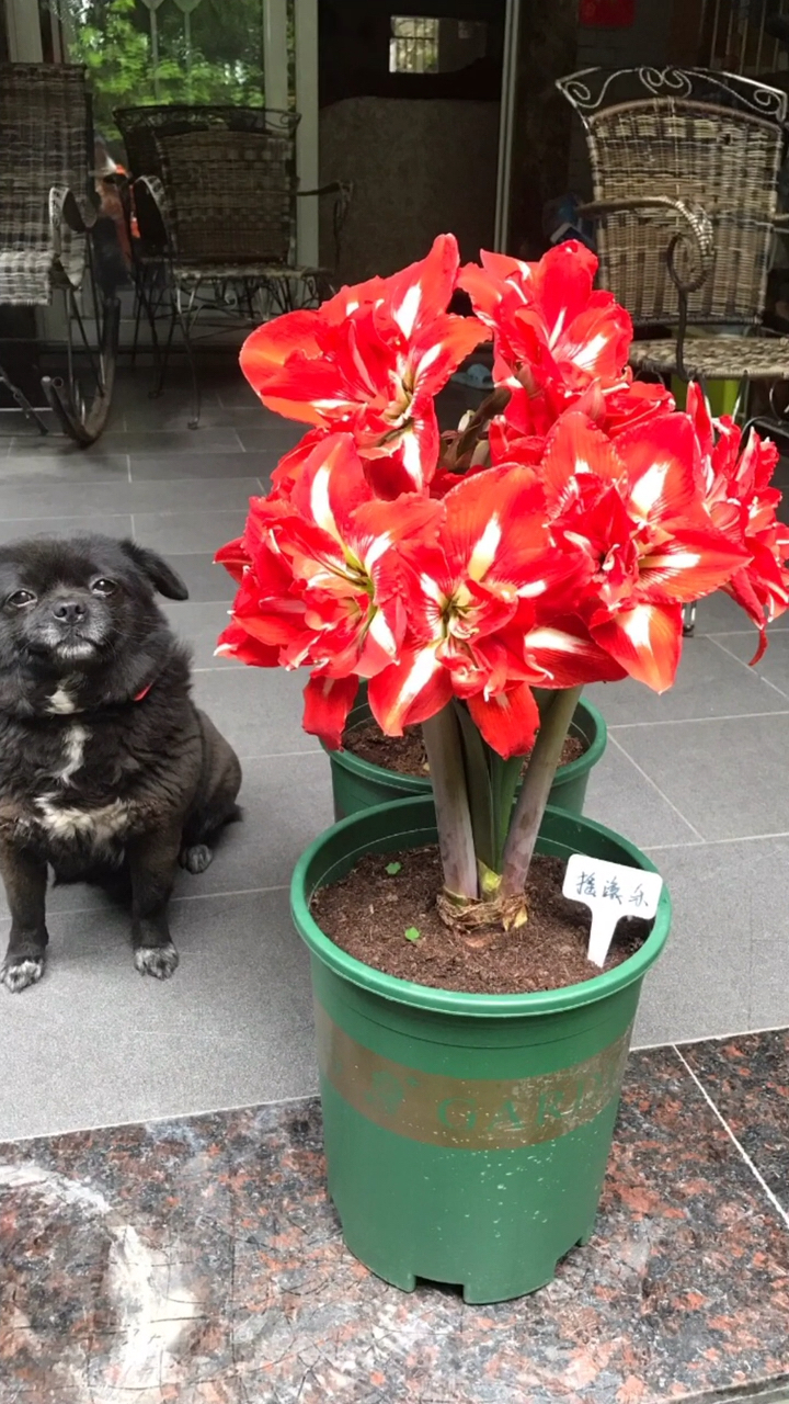 我的小花园#南非朱顶红～摇滚乐-度小视