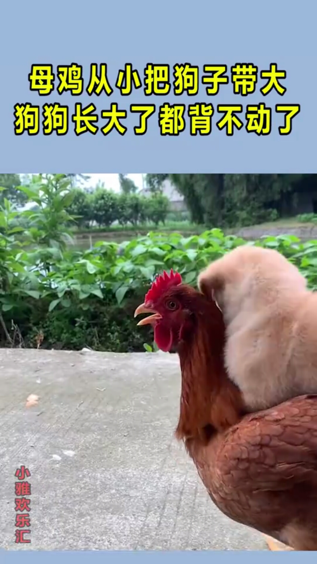 母鸡从小把狗子带大,狗狗长大了都背不动了!