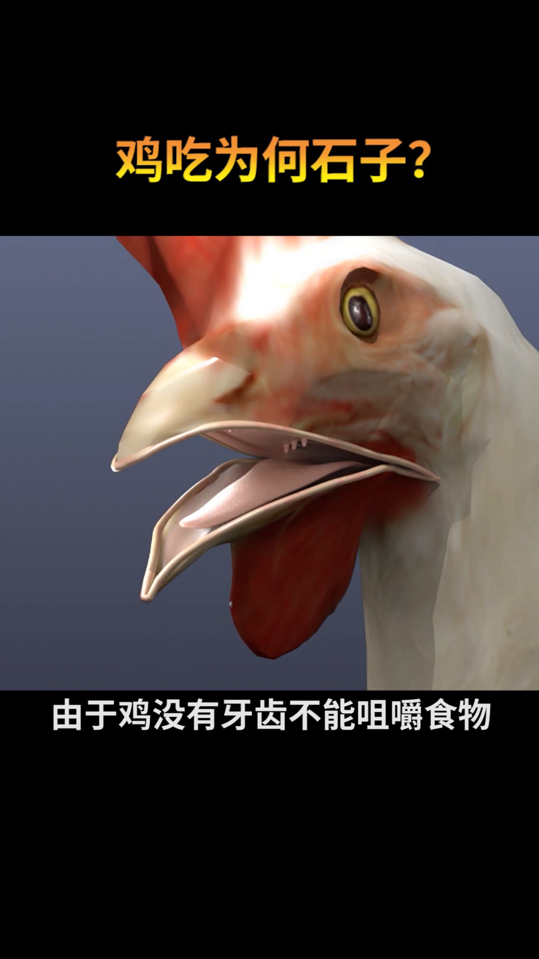 知识科普你知道农村放养的鸡为什么要吃石子吗