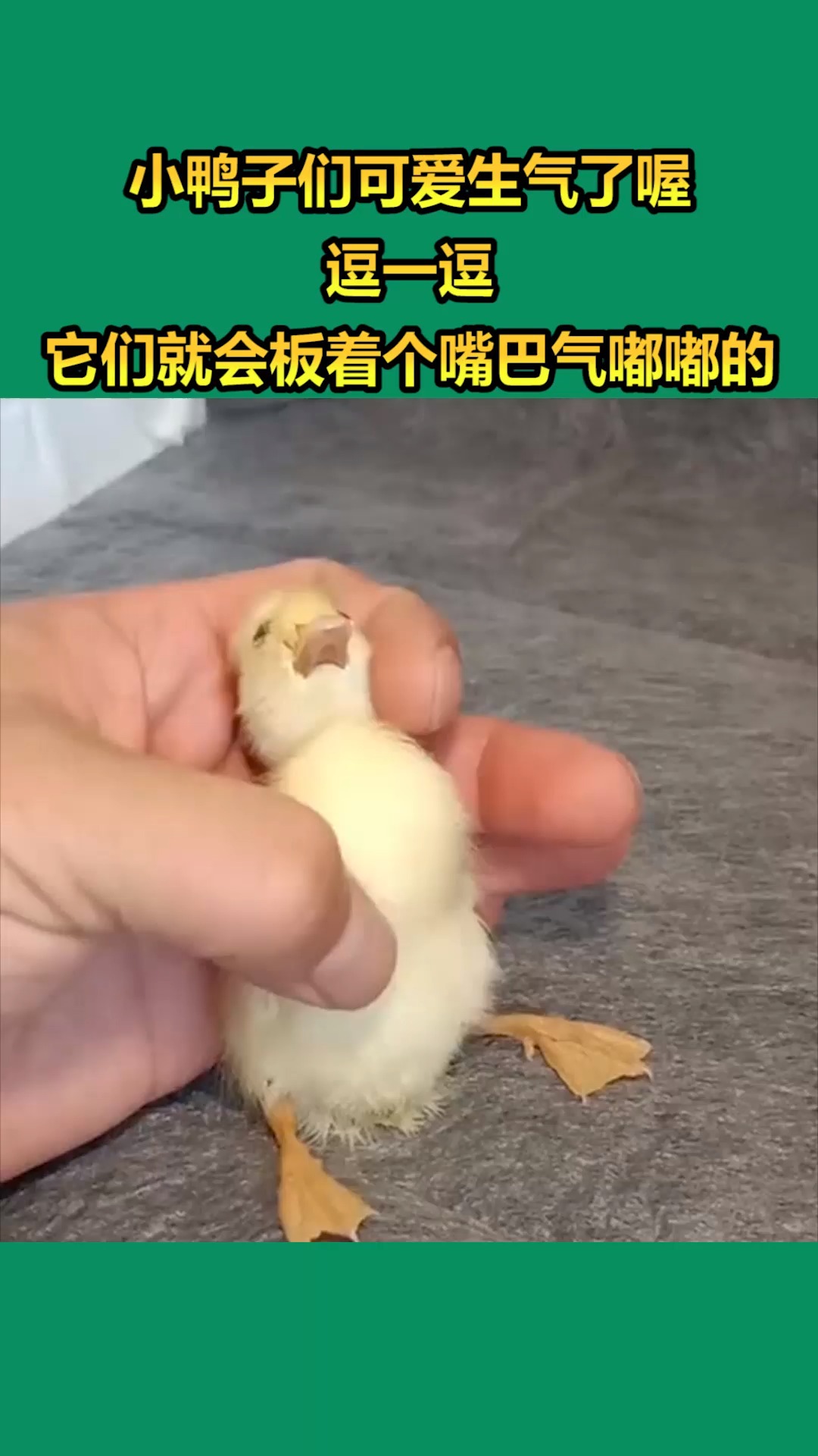 我要上热门#小鸭子们可爱生气了喔,逗一逗它们就会板着个嘴巴气嘟嘟