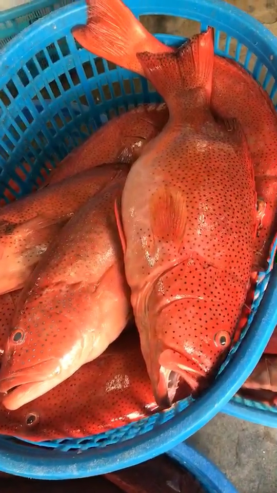 美食记#东星斑,石斑鱼