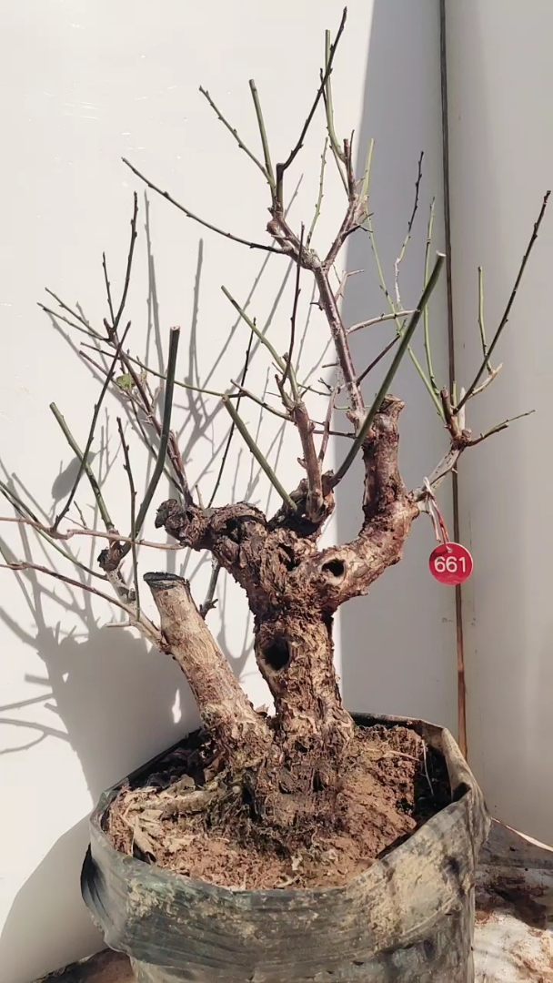 原生红梅盆景老桩,骨里红