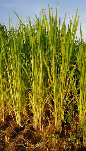 长势旺盛的水稗草,涝洼地里照样高产-度小视