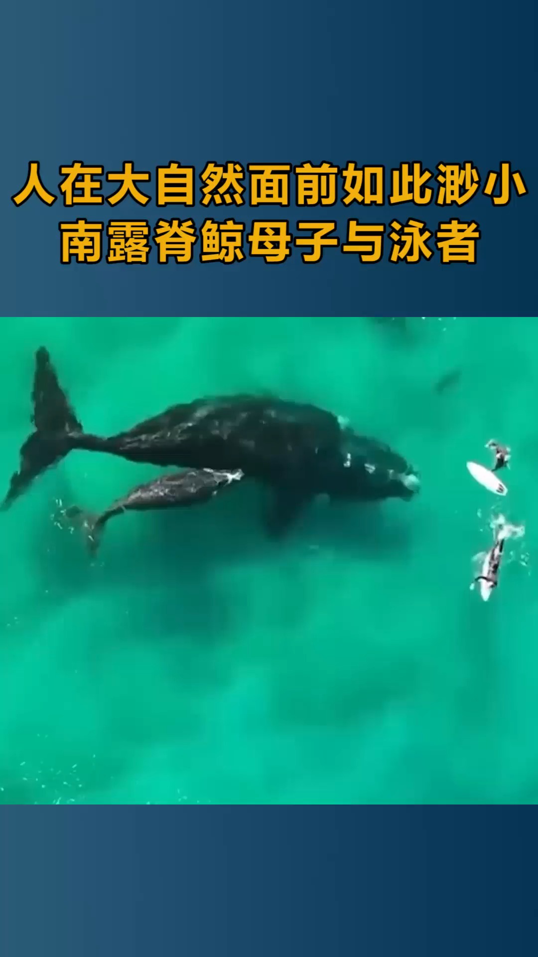 我要上热门#人类在大自然面前如此渺小,南露脊鲸母子