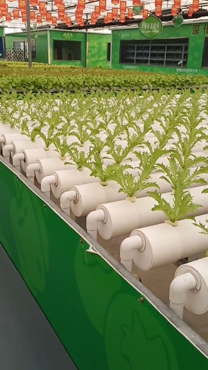 无土栽培的苦菊!