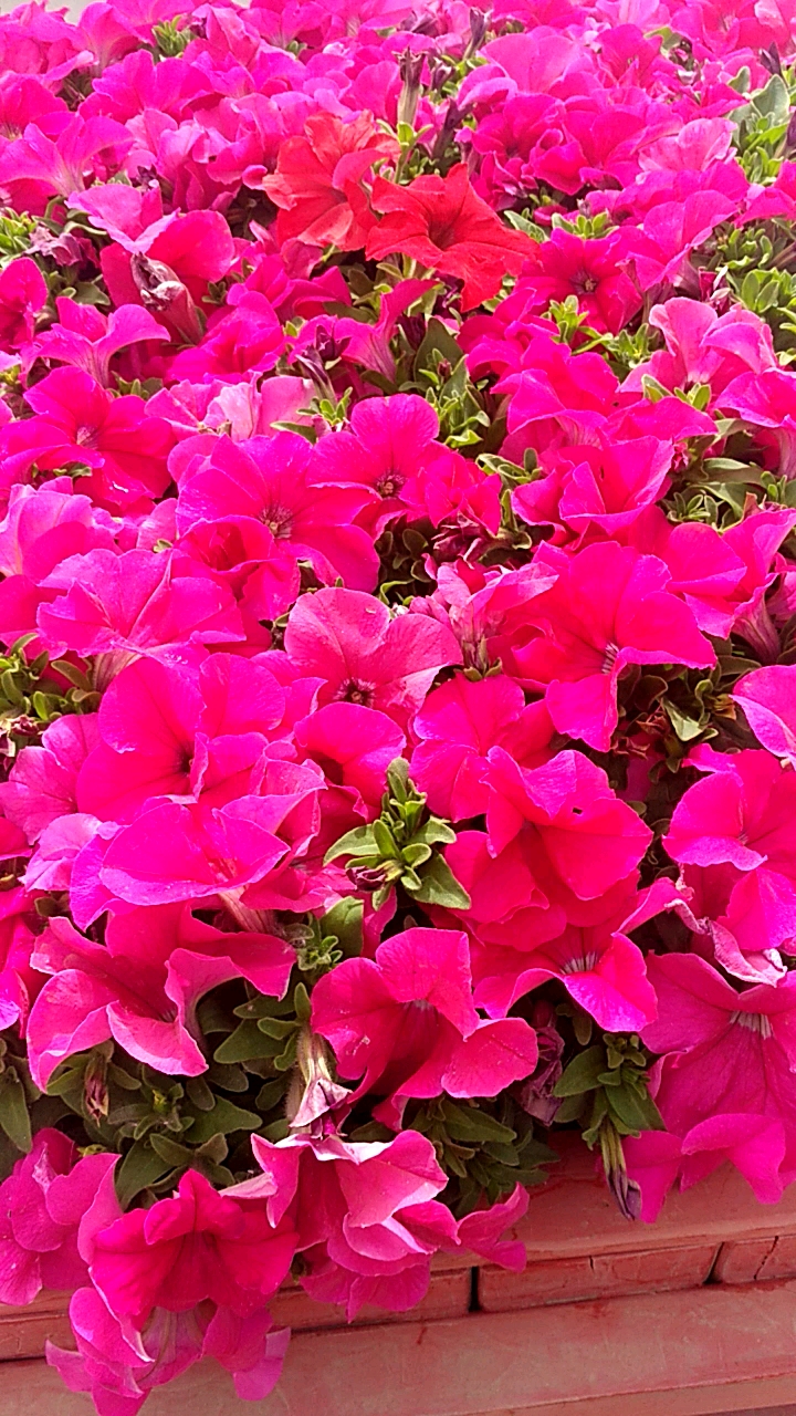 红彤彤的,真喜庆!